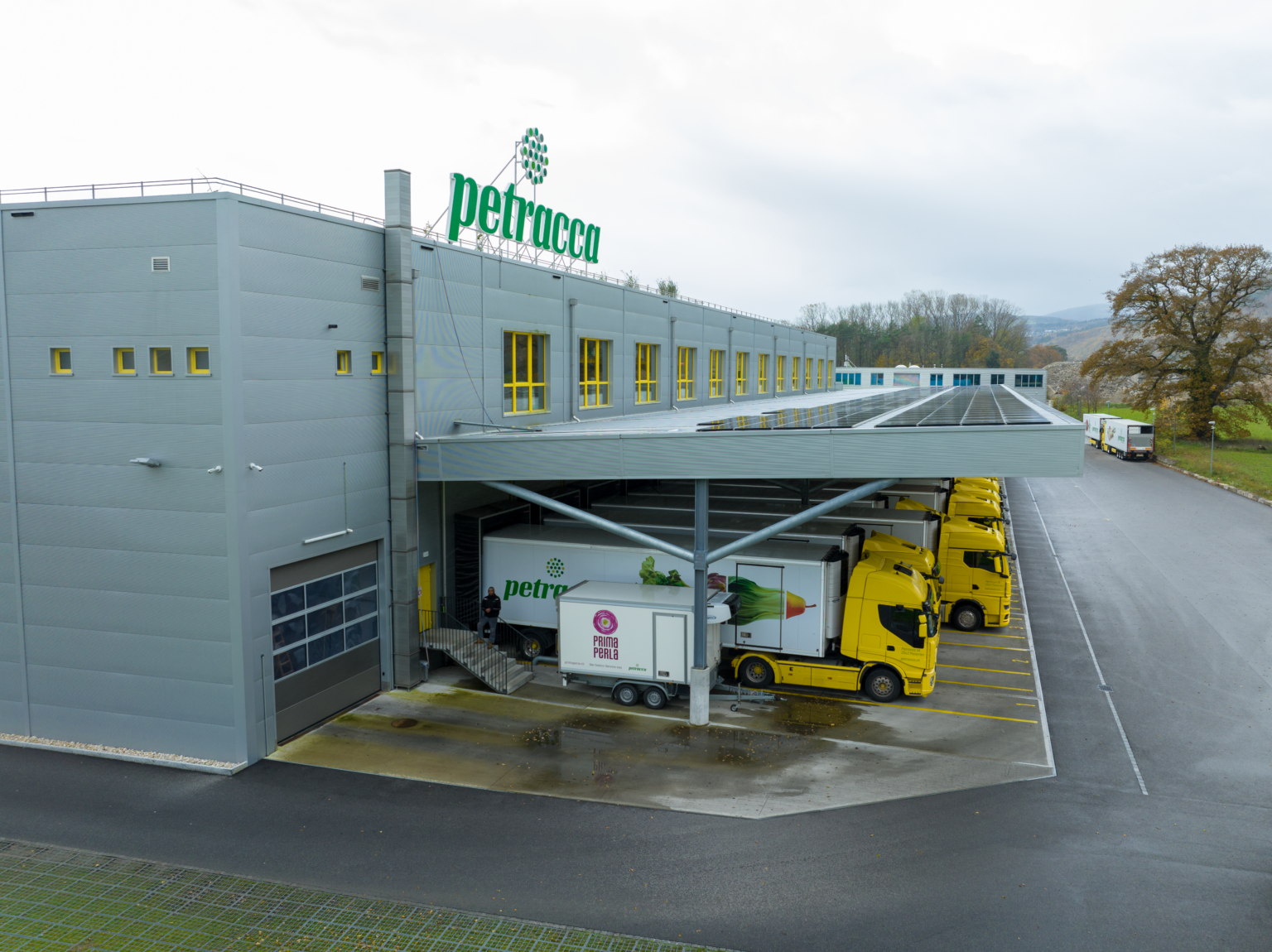 Image de la réalisation pour Petracca